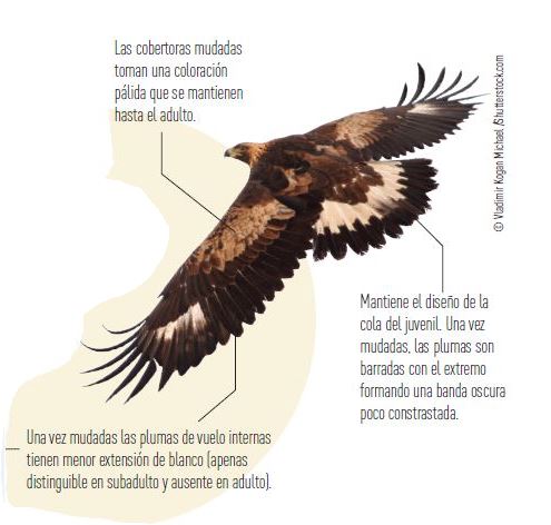 Captura águila real con texto explicativo 2