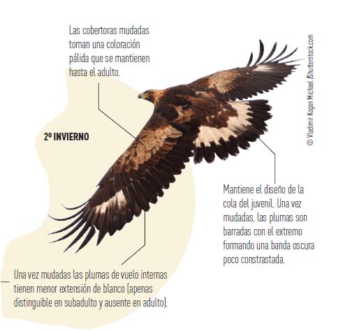 Captura águila real con texto explicativo