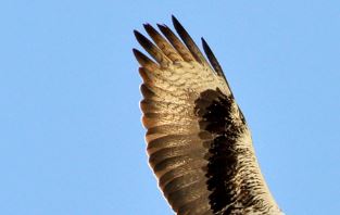 Captura ala águila perdicera