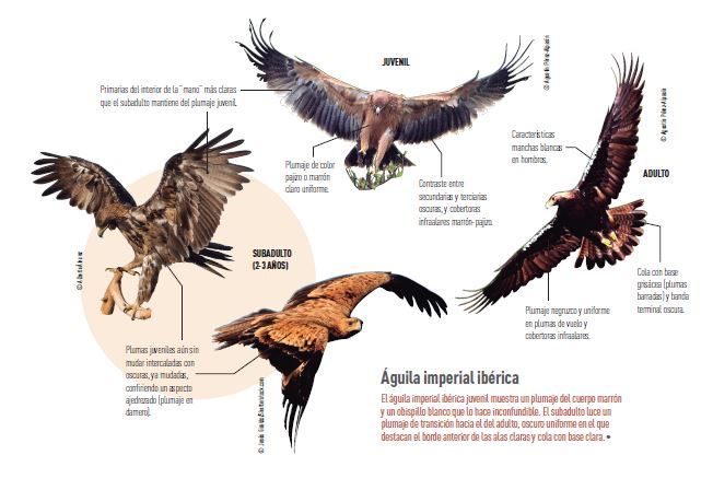 Captura completa águila imperial