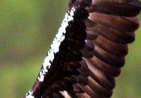 Captura hombro águila imperial