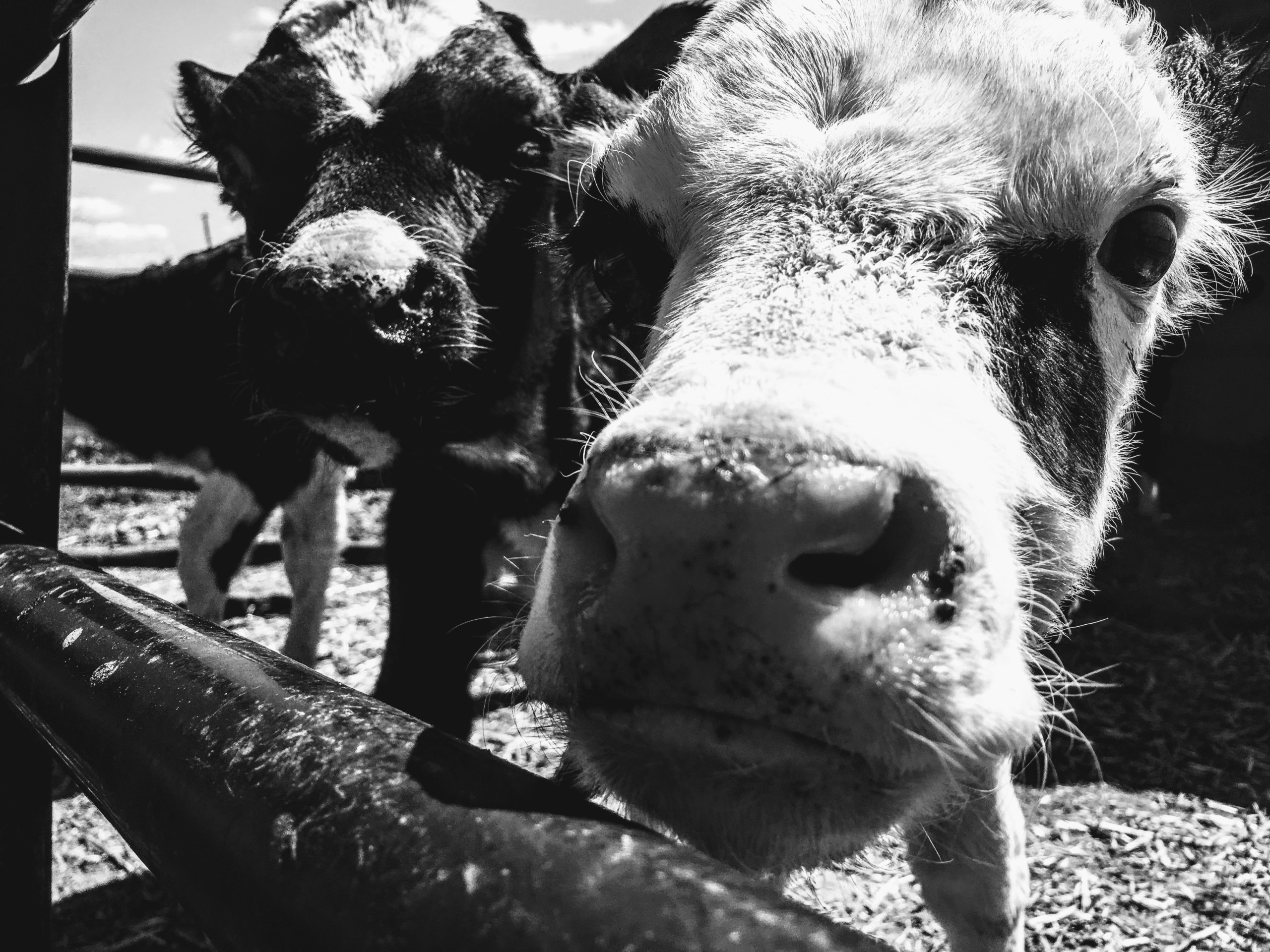 animal-farming-animals-black-and-white-1001177