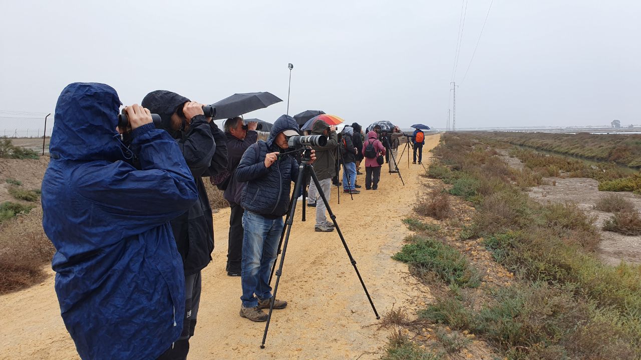 Turismo ornitológico en la Doñana Gaditana. Raúl Millares. SEO/BirdLife