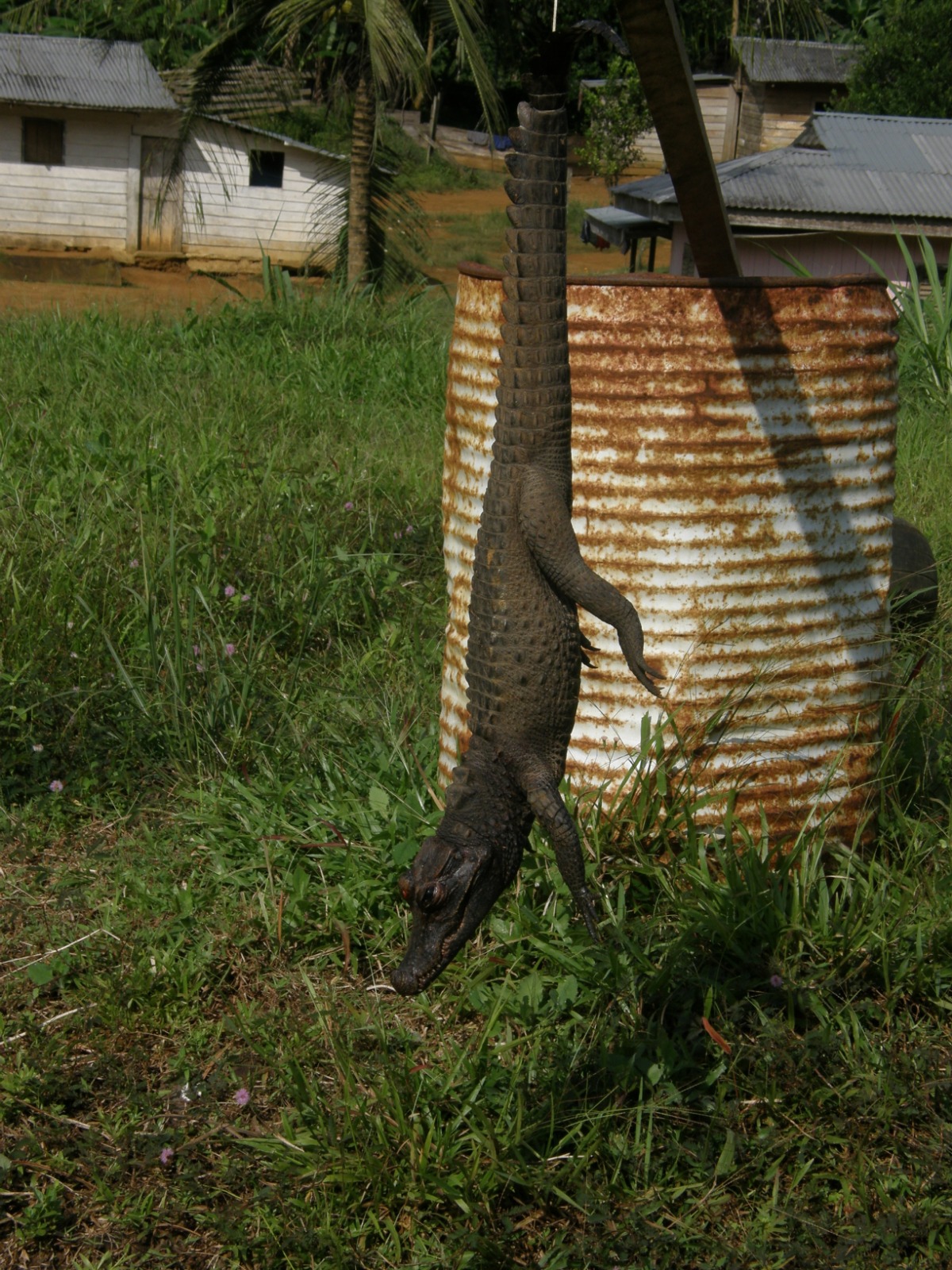 Un cocodrilo a la venta, vivo para evitar su deterioro. ©Jorge F.Orueta.