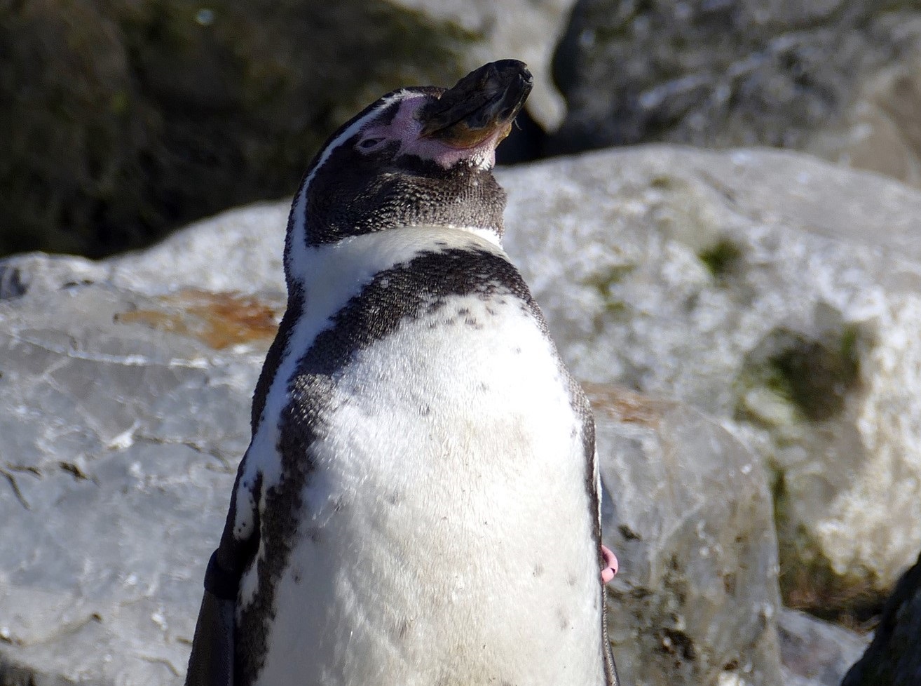pinguino de Humbolt_ Pixabay_cuadrada
