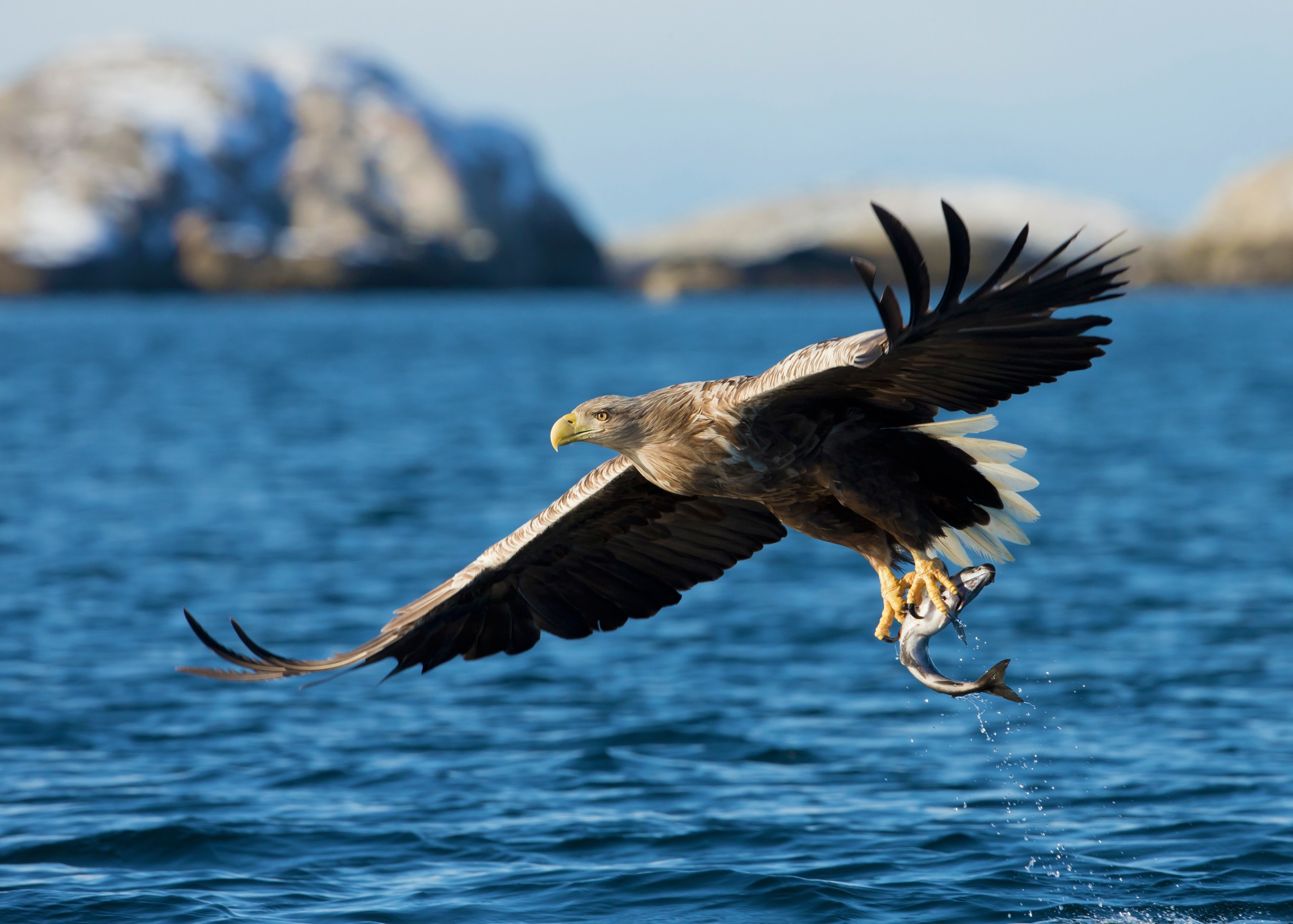 White-tailed,Sea,Eagle,(haliaeetus,Albicilla),,Catching,A,Fish,,Norway.