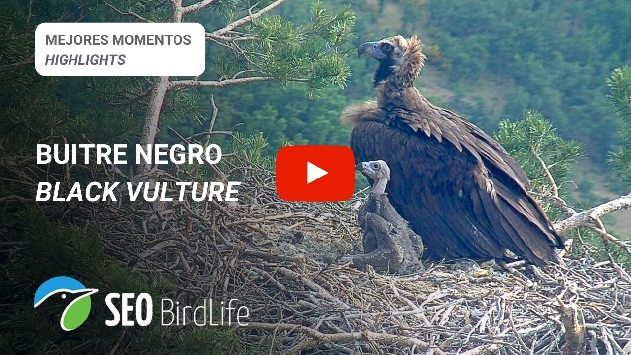 MEJORES MOMENTOS BUITRE NEGRO HIGHLIGHTS BLACK VULTURE