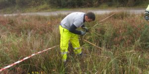 Operario arranca a mano plumeros pequeños para evitar su proliferación en el Valle del Nansa