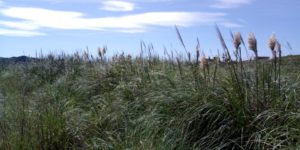 Zona invadida con Cortaderia