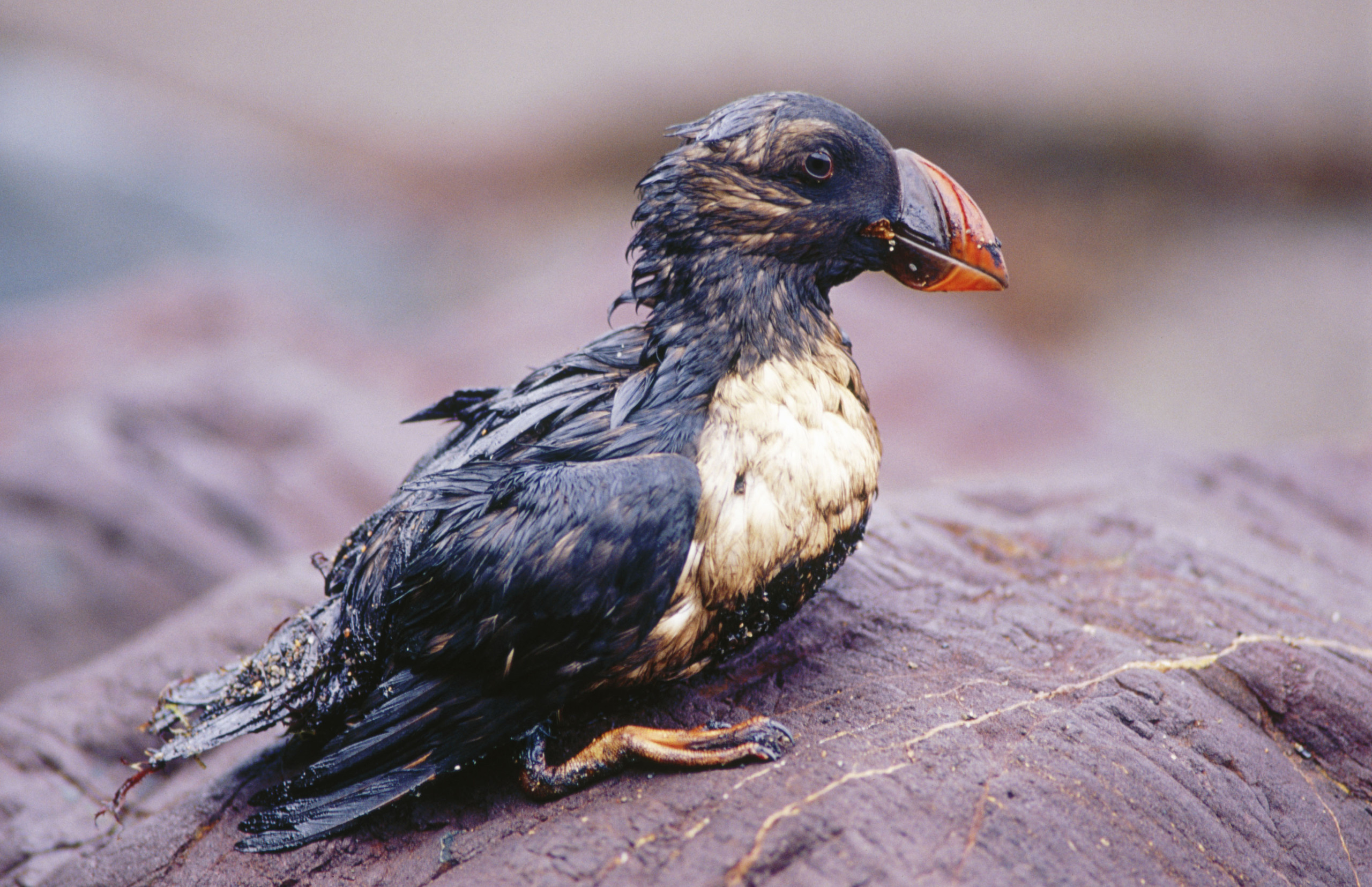Atlantic Puffin (Fratercula arctica) after the fuel spill (´chapapote´) from tanker Prestige. Dec. 2002. Spain ©Alamy